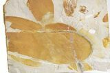 Fossil Seed Fern (Glossopteris) Plate - Australia #358522-3